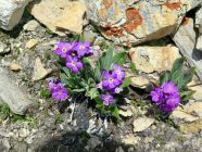 Alpine-Flowers