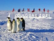 Penguins-1