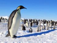 Penguins-3