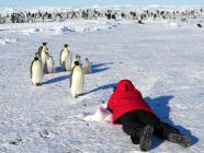 Penguins-4